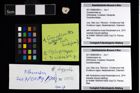 Foto (Objekt + Etikett) von Goniodromites sp.  (NHMW-GEO-2017-0089-0064c)